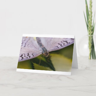 Nice som möter dig kort