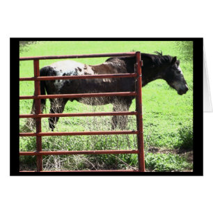 "Nick" Appaloosa Horse Hälsningskort