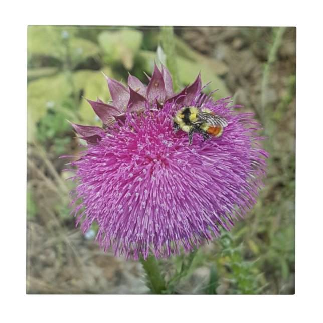 Nicka thistlen - kakelplatta (Framsidan)