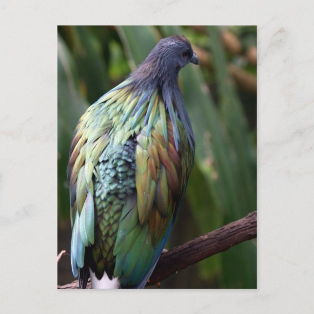 Nicobar Pigeon Bird Postcard Vykort (Framsida)