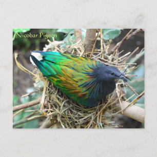 Nicobar Pigeon på Nest Wildlife Series nr 21 Vykort