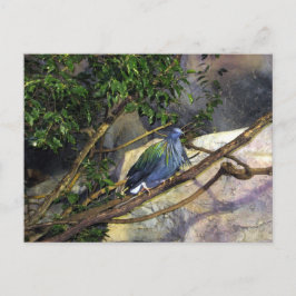 Nicobar Pigeon Vykort