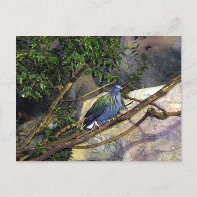 Nicobar Pigeon Vykort (Framsida)