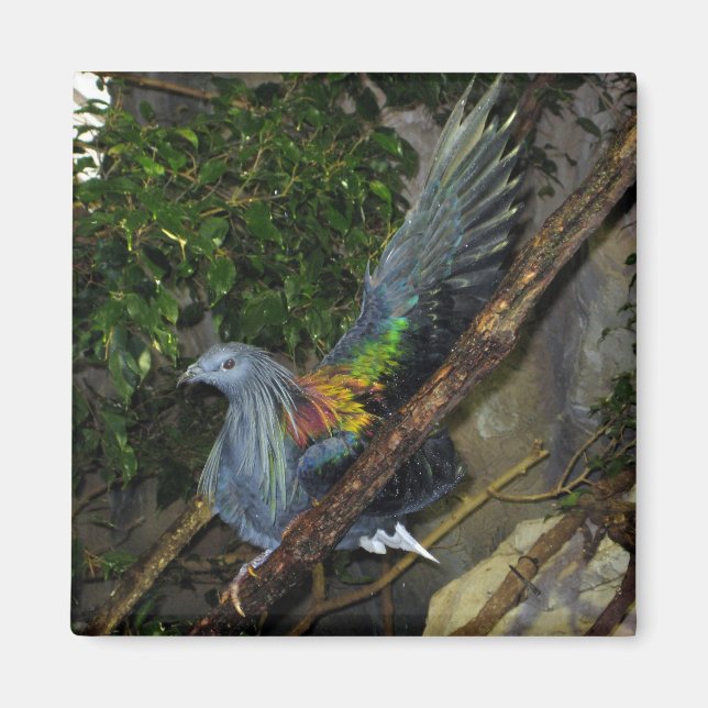 Nicobar Pigeon Wave Magnet (Framsidan)