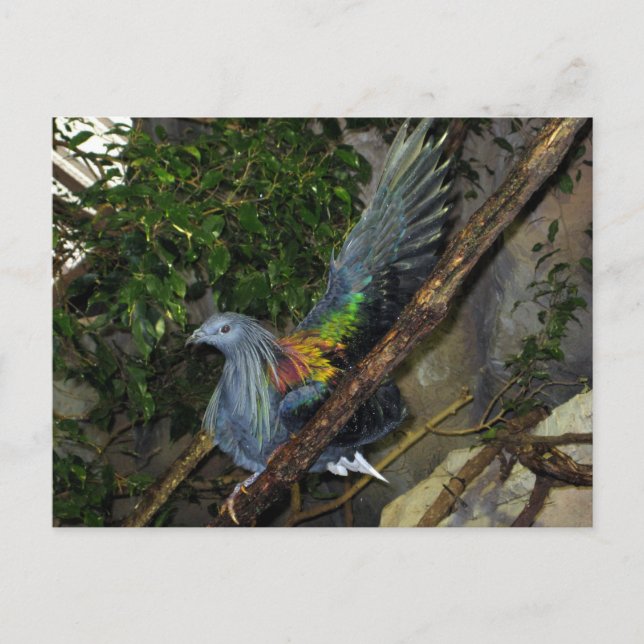 Nicobar Pigeon Wave Vykort (Framsida)