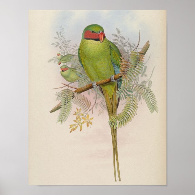 Nicobarparakit av John Gould Tryck (Framsidan)