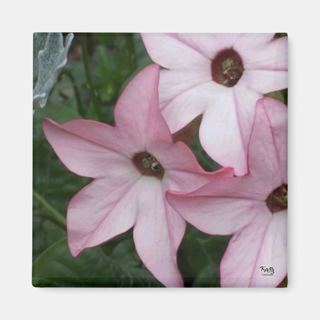 Nicotania Flowers Magnet (Framsidan)