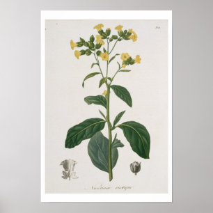 Nicotiana från Phytographie Medicale av Joseph R Poster