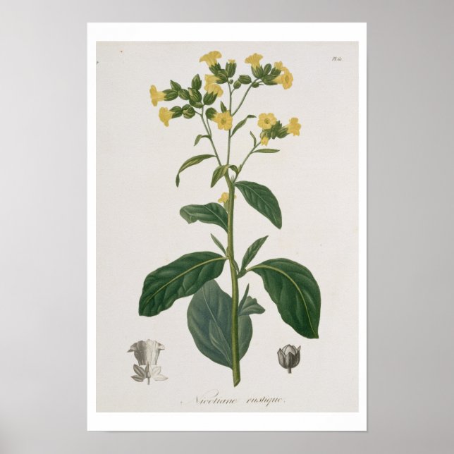 Nicotiana från Phytographie Medicale av Joseph R Poster (Framsidan)