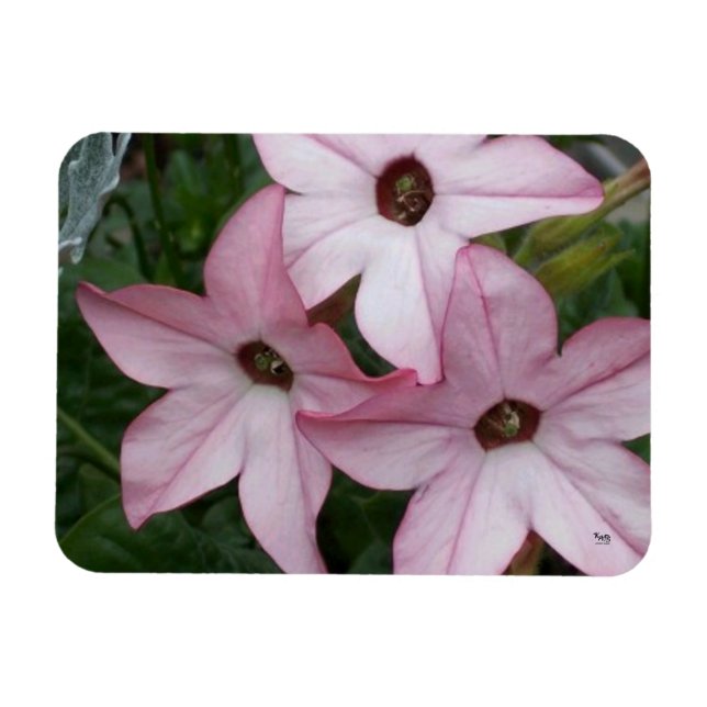 Nicotinia Star Flowers Magnet (Horisontell)