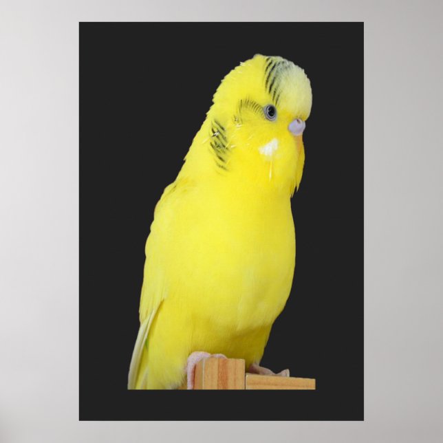 niedlicher gelber Wellensittich Poster (Framsidan)