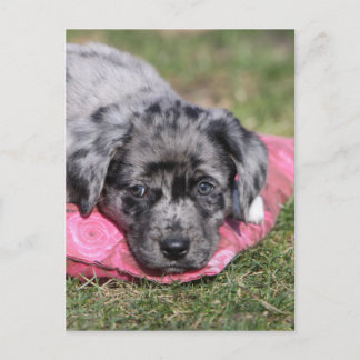 Niedlicher Mischlings-Welpe Vykort