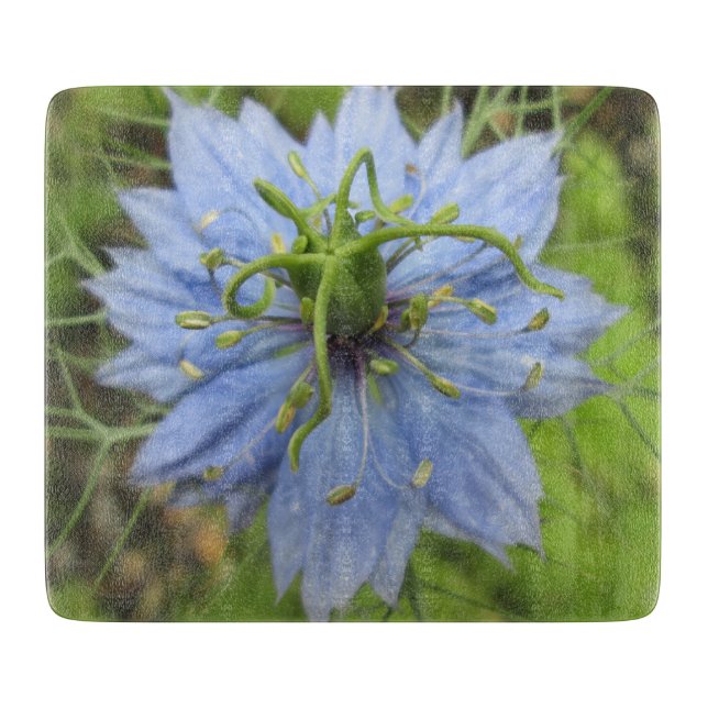 Nigella Blue Grönt Blooming Flower (Framsidan)