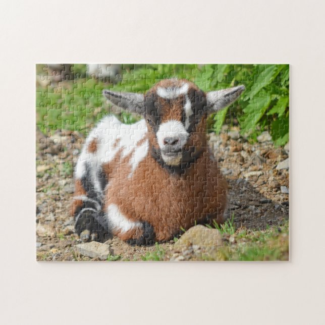 Nigerian Dwarf Goat Kid Pussel (Horisontell)