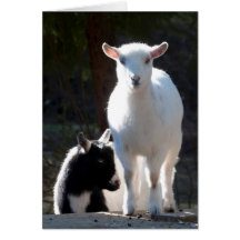 Nigerianska dvärggetter på Picnic Bord
