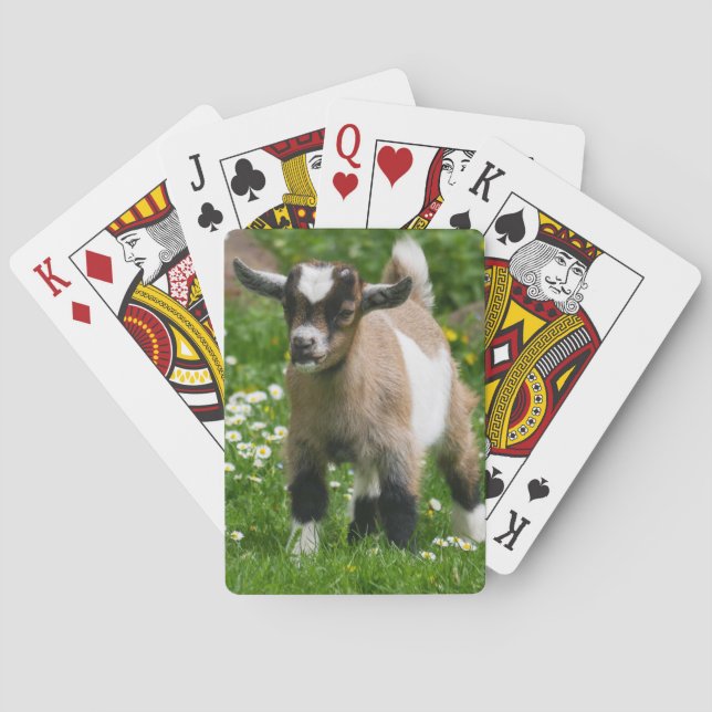 Nigerianska dvärgsläktet Goat Kid Casinokort (Baksidan)