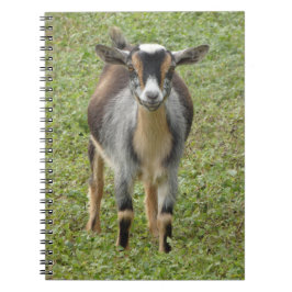 nigerianska Dwarf Dairy Goat Kid Anteckningsbok