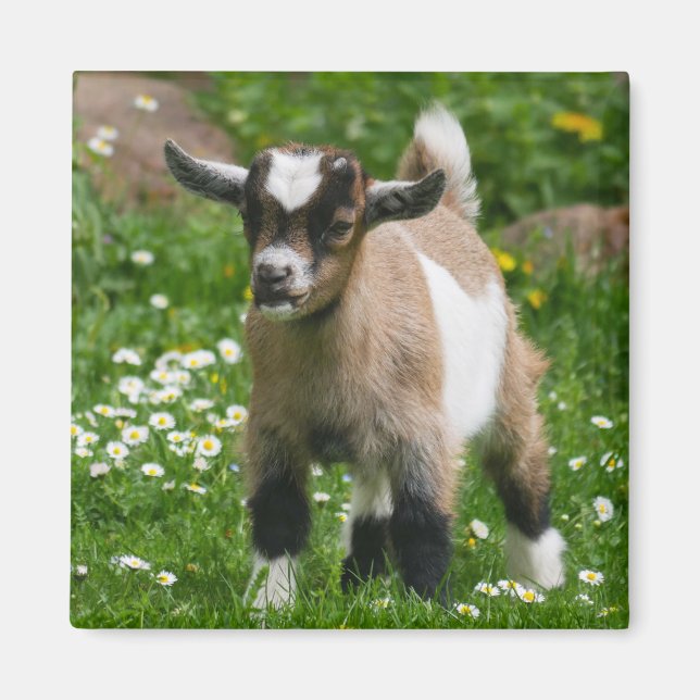 Nigerianska Dwarf Dairy Goat Kid i blommor Magnet (Framsidan)