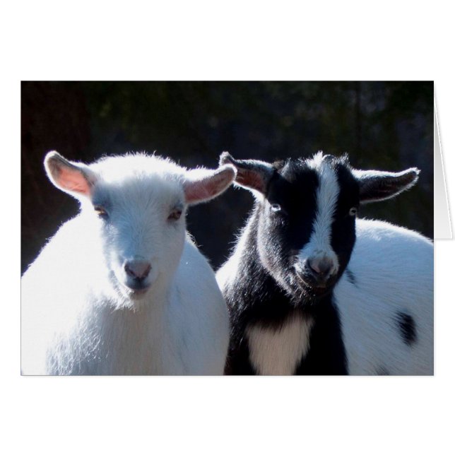 Nigerianska dwarf Goats Hälsningskort (Framsidan Horizontal)
