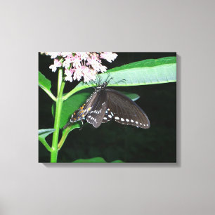 Night Butterfly Black Swallowtail vid Shenandoah Canvastryck