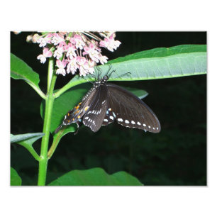 Night Butterfly Black Swallowtail vid Shenandoah Fototryck