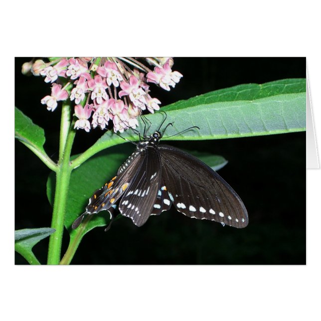 Night Butterfly Black Swallowtail vid Shenandoah Hälsningskort (Framsidan Horizontal)