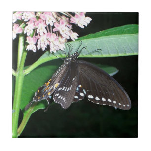 Night Butterfly Black Swallowtail vid Shenandoah Kakelplatta