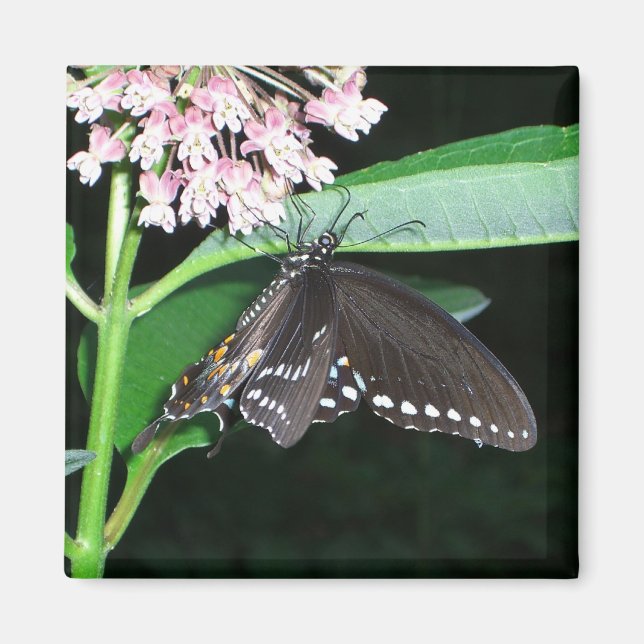 Night Butterfly Black Swallowtail vid Shenandoah Magnet (Framsidan)