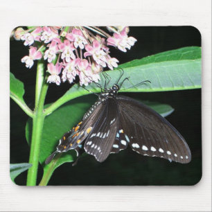 Night Butterfly Black Swallowtail vid Shenandoah Musmatta