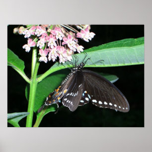 Night Butterfly Black Swallowtail vid Shenandoah Poster