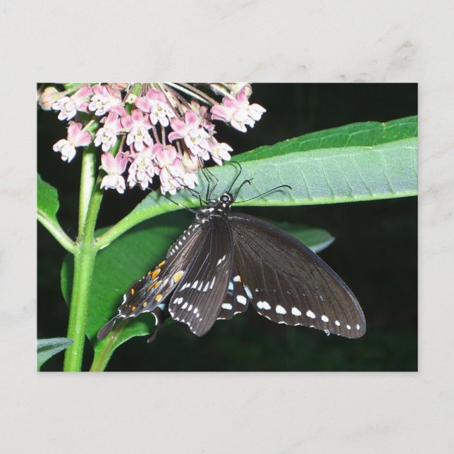 Night Butterfly Black Swallowtail vid Shenandoah Vykort (Framsida)