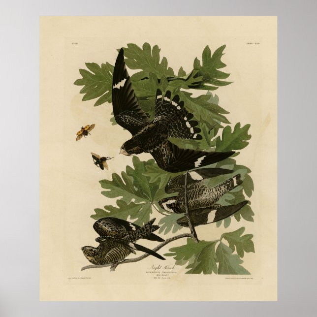 Night Hawk - John James Audubon's Birds of America Poster (Framsidan)