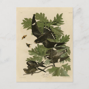 Night Hawk - John James Audubon's Birds of America Vykort