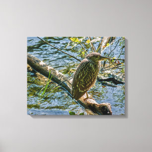 Night Heron jv Canvastryck