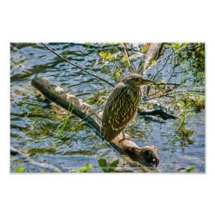 Night Heron jv Fototryck