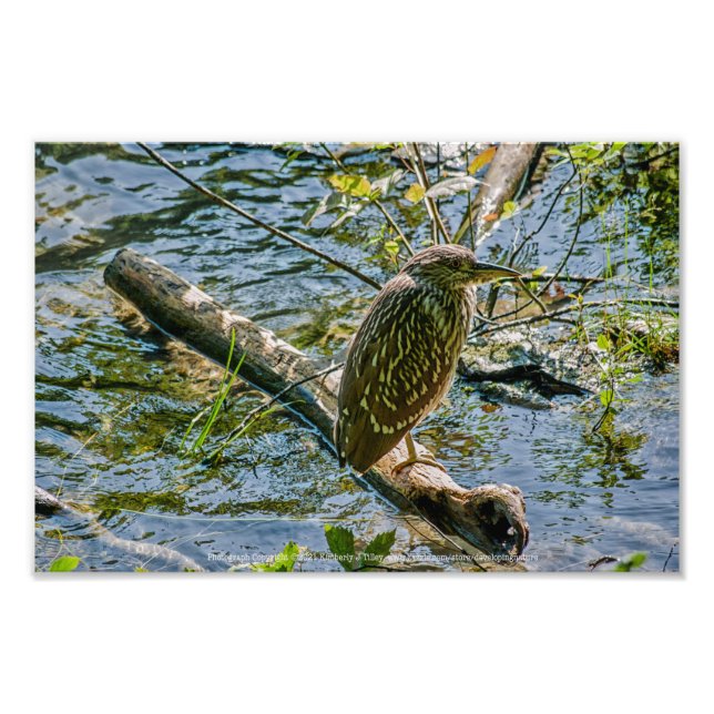 Night Heron jv Fototryck (Framsidan)