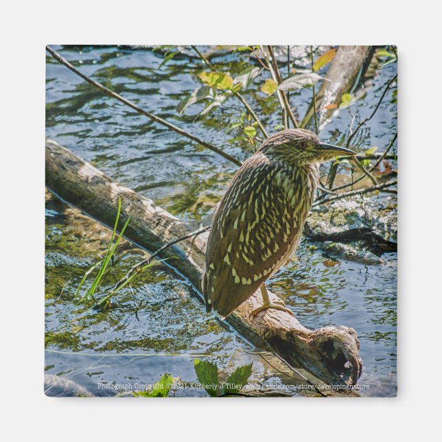 Night Heron jv Magnet (Framsidan)