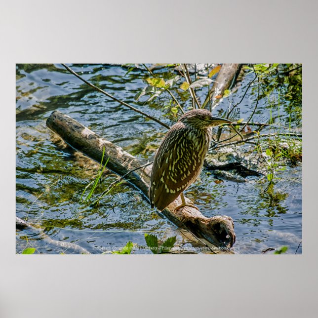 Night Heron jv Poster (Framsidan)