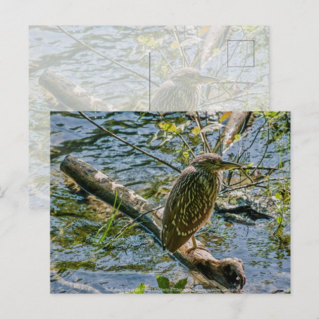 Night Heron jv Vykort (Fram/baksida)