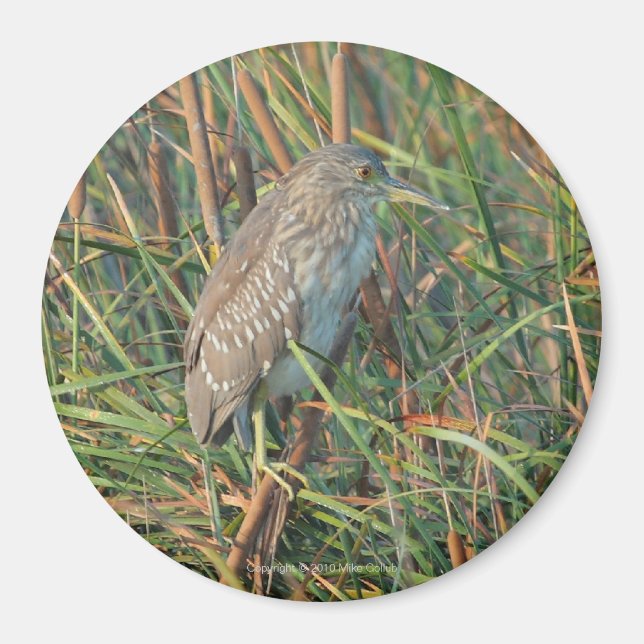 Night Heron Magnet (Framsidan)