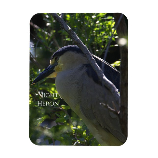 Night Heron Photo Magnet (Vertikal)
