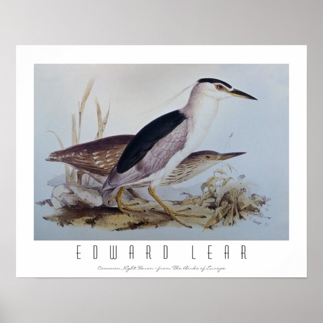 Night Herons Poster (Framsidan)