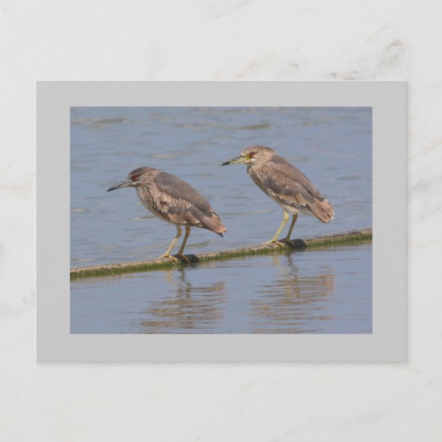 Night Herons Vykort (Framsida)
