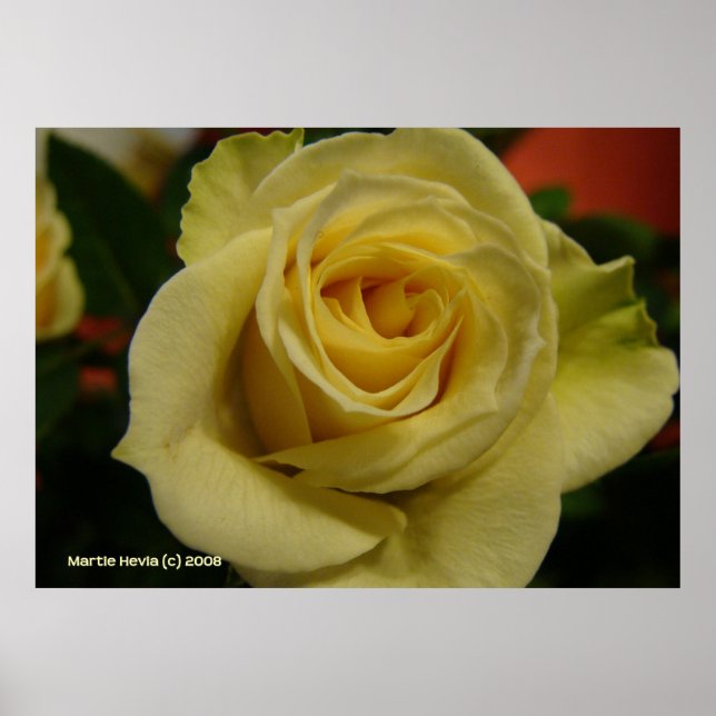 Night Vit ros Poster (Framsidan)