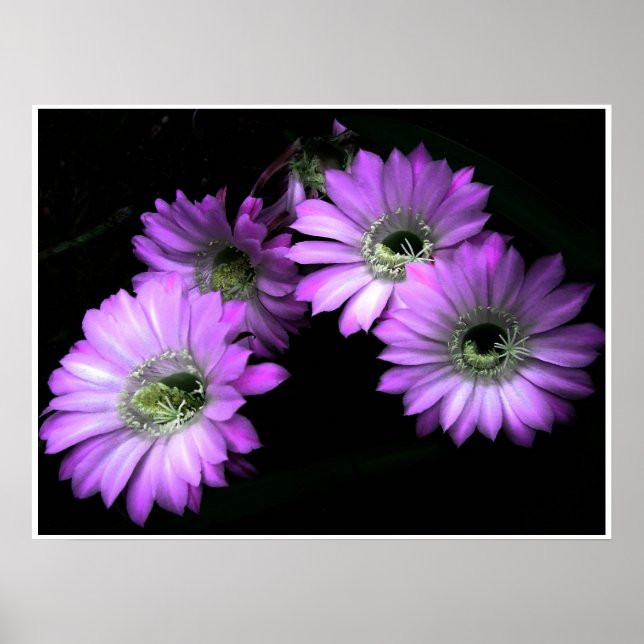 NightBloom Poster (Framsidan)