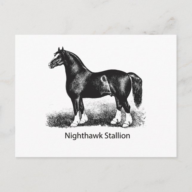Nighthawk StallionProduct vald Många Vykort (Framsida)