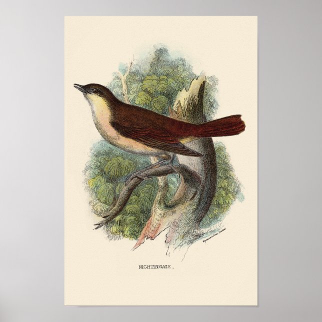 NIGHTINGALE PRINT POSTER (Framsidan)
