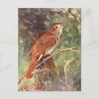 Nightingale Singing Vykort