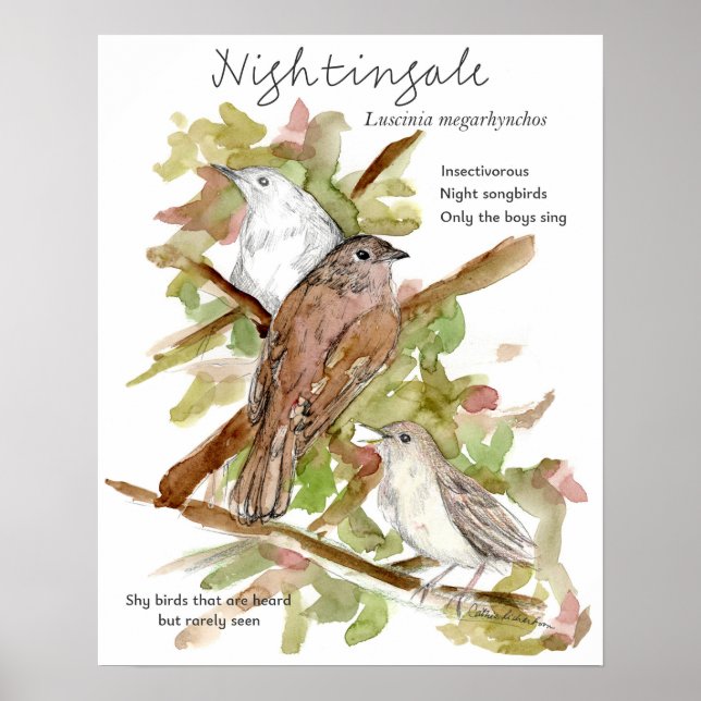 Nightingale Songbird Leaves Trees Drawing Poster (Framsidan)