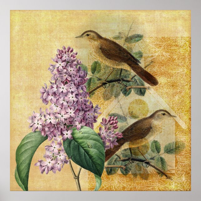 Nightingales med Lilac Poster (Framsidan)